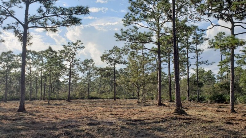 Clean cleared pasture land after mulching