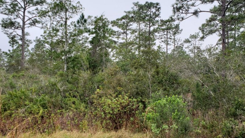 Overgrown wooded land before clearing