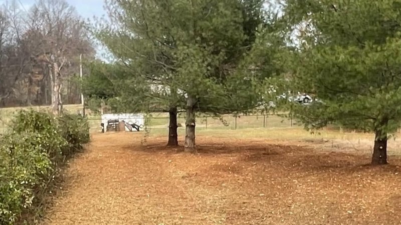 Fence line along tree line